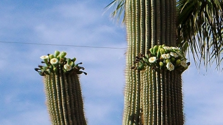 Saguaro Cactus in bloom - Arizona, Desert, Cactus, Saguaro, Flower