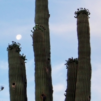 Moon, Saguaro and bird