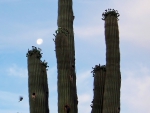 Moon, Saguaro and bird