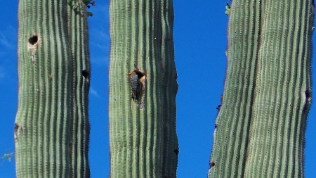 Desert Woodpecker and Saguaro - saguaro, woodpecker, desert, cactus, birds