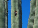 Desert Woodpecker and Saguaro