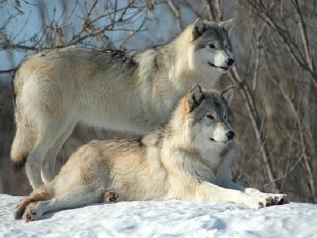 timber wolves - Other & Animals Background Wallpapers on Desktop Nexus ...