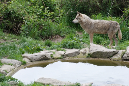 wolf - wolfrunning, snow, dog, mythical, the pack, wisdom beautiful, grey wolf, timber, canis lupus, abstract, spirit, friendship, howling, grey, white, nature, arctic, wallpaper, majestic, wolf, canine, pack, wild animal black, wolf wallpaper, winter, wolf pack, quotes, howl, wolves, black, lobo, lone wolf, solitude