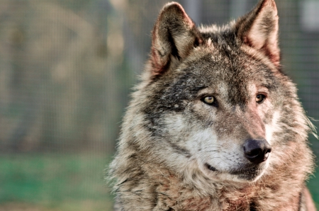 The look out - wallpaper, lone wolf, arctic, wolf, quotes, grey, grey wolf, wild animal black, friendship, winter, pack, the pack, wisdom beautiful, canis lupus, dog, snow, wolfrunning, black, abstract, timber, white, wolves, solitude, wolf pack, howling, nature, mythical, wolf wallpaper, spirit, howl, canine, lobo, majestic