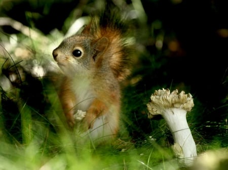 Sweet little squirrel - brown, squirrel, cute, mushroom, grass