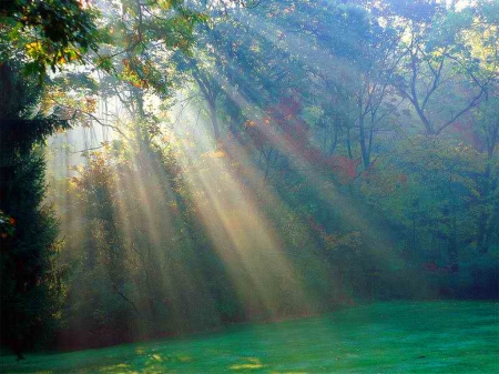 RAYS - rays, forest, trees, light