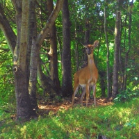 Island White Tail Deer