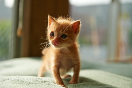 Cat - sleepy, cute, beautiful, cat, sleeping, kitty, cats, hat, cat face, paws, face, animals, pretty, beauty, sweet, kitten, lovely