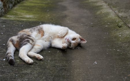 Cat - sleepy, cute, beautiful, cat, sleeping, kitty, cats, hat, cat face, paws, face, animals, pretty, beauty, sweet, kitten, lovely