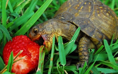 Turtle - eating, Turtle, strawberry, grass