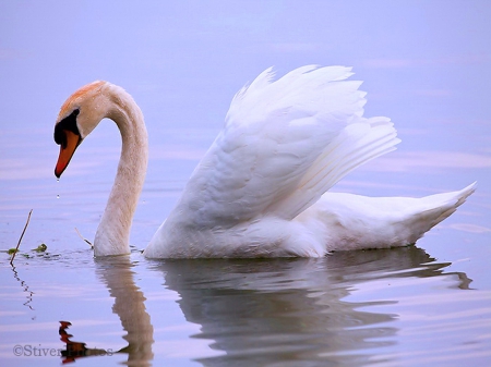 Lone swan - white, feathers, swan, beauty