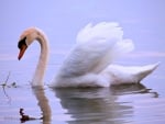 Lone swan