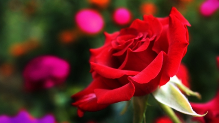 Rose - flowers, nature, rose, beauty