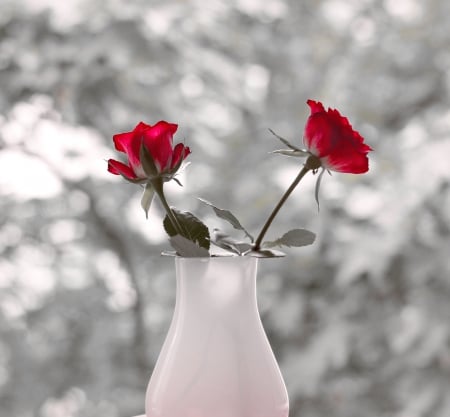 Still Life - vase, rose, still life, red