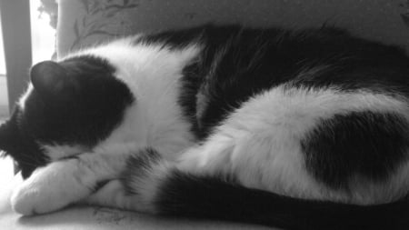 sleeping monster - black, white, Buddy, cat