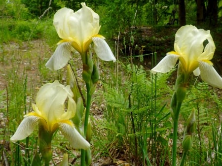 by themselves - leaves, green, yellow, iris