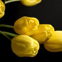 * Yellow tulips *