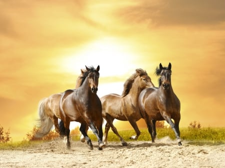 run horses - horses, sand, run, sun