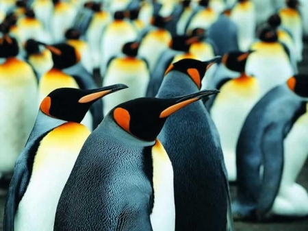 A Family of  Penguins - family, cool, cute, cold