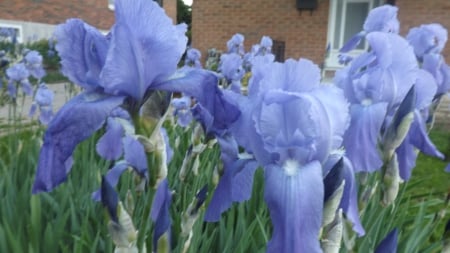 suppose to be purple - purple, green, leaves, iris