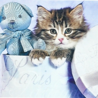 Tabby kitten with a blue teddy bear