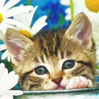 Tabby kitten in a flowerpot