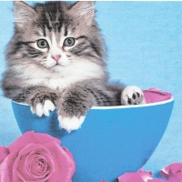 Tabby kitten in a blue bowl