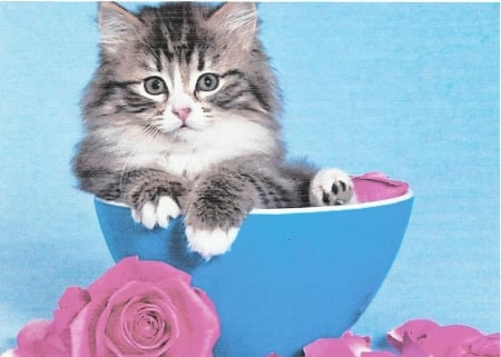 Tabby kitten in a blue bowl