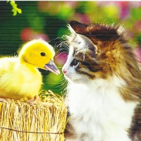 Tabby kitten with a duckling