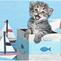 Tabby kitten in marine themed box