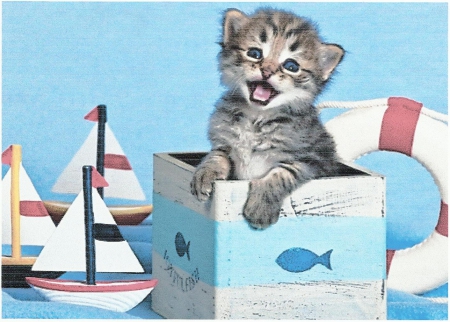 Tabby kitten in marine themed box - lifesaver, boats, kitten, tabby, cute, box, paws