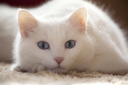 Cat - sleeping, beauty, cat face, hat, animals, sleepy, paws, face, pretty, cute, cat, kitty, lovely, kitten, cats, beautiful, sweet