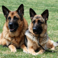 German shepherd