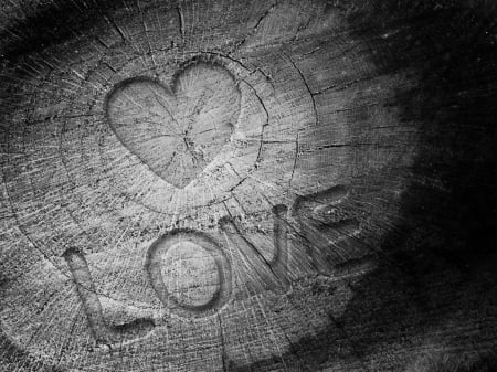 ♥ - black, white, heart, nature, photography, bark, love