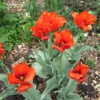 Red Tulips