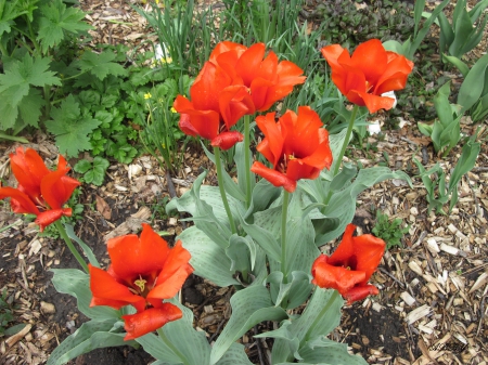 Red Tulips - Red, Flowers, photography, Green, Tulips