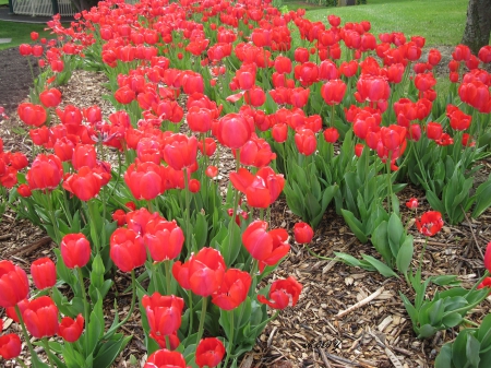 Tulips Fields - Flowers, red, green, photography, Fields