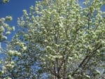 Tree Blooms in Spring