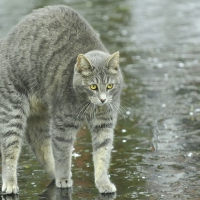 Cute kitty
