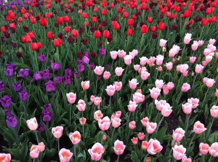 Colorful Tulips - purple, red, photography, pink, tulips, green, flowers