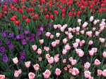 Colorful Tulips