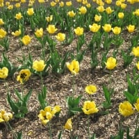 Yellow Fields