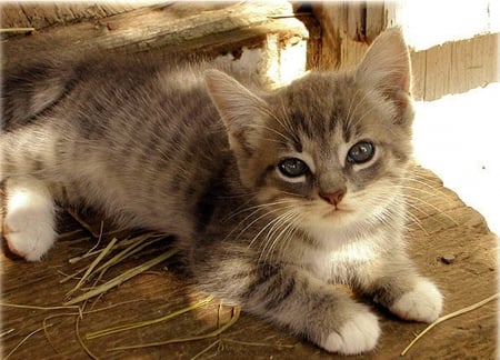 Soooo lovely - cute, lovely, animals, cats