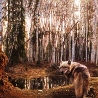 Wolf in Forest