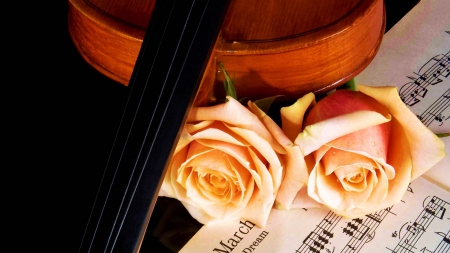 Music and Flowers - flowers, blossoms, instrument, violin, still life, Roses