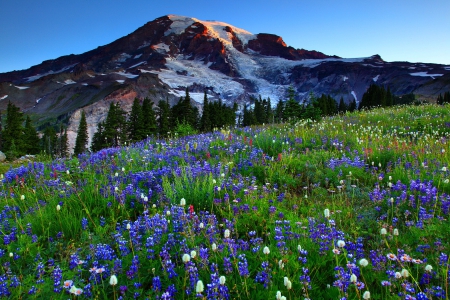 Mount Rainier - pretty, hills, summer, grass, meadow, spring, photo, mountain, flowers, peak, field, nice, sky, national park, carpet, trees, beautiful, slope, lovely, freshness, mount Rainier, nature, glacier, park