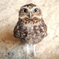 cute owl baby