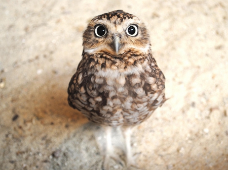 cute owl baby - owl, cute, baby, animals