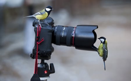 photography - birds, camera, nature, photography