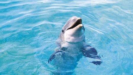 Dolphin - water, pool, dolphin, in